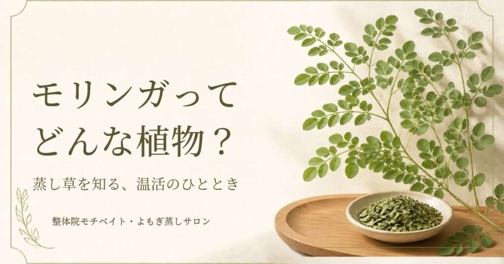 モリンガを紹介する、ベージュとオリーブグリーンを基調に植物の葉と乾燥葉を配したブログアイキャッチ